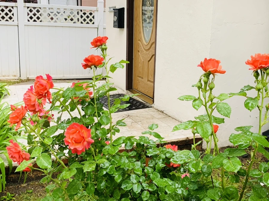 IMG_8803.jpg?type=w966