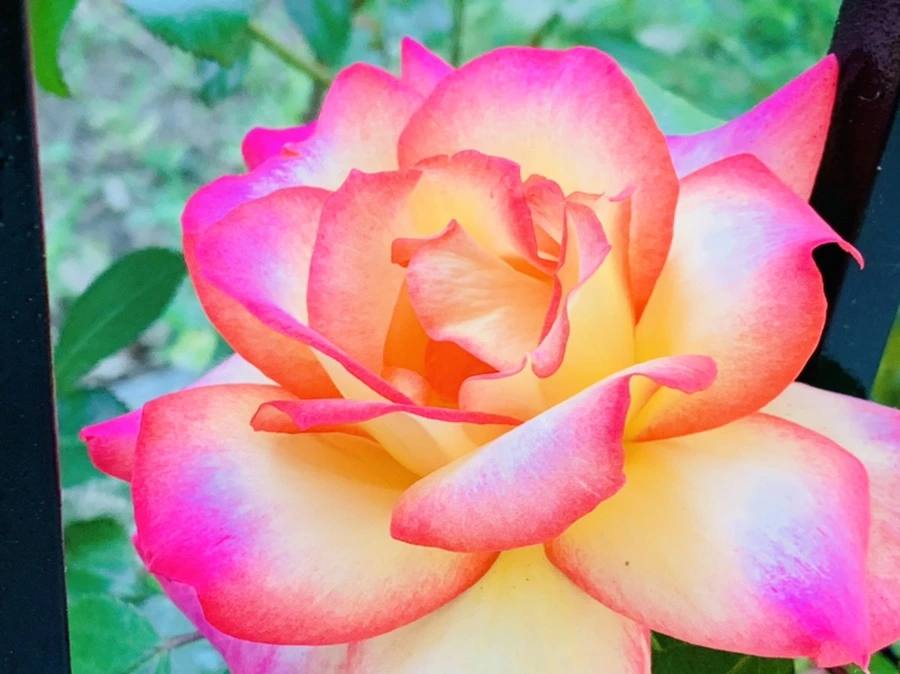 IMG_3500.jpg?type=w966