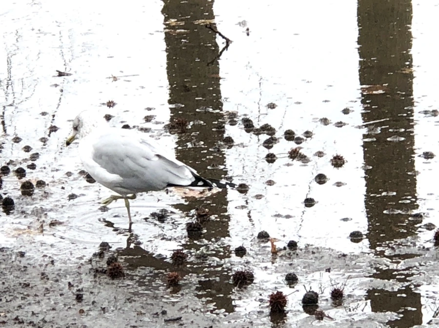 IMG_9433.jpg?type=w966