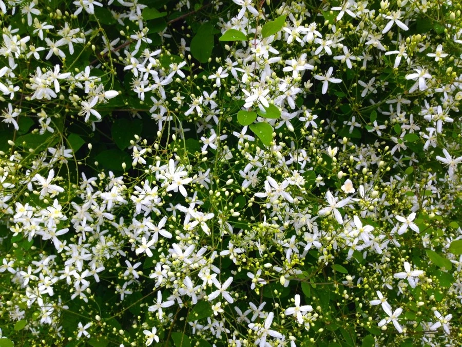 IMG_0731.JPG?type=w1