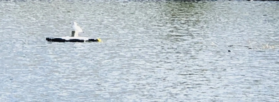 IMG_9223.jpg?type=w966