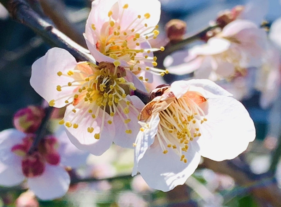 IMG_1358.jpg?type=w966