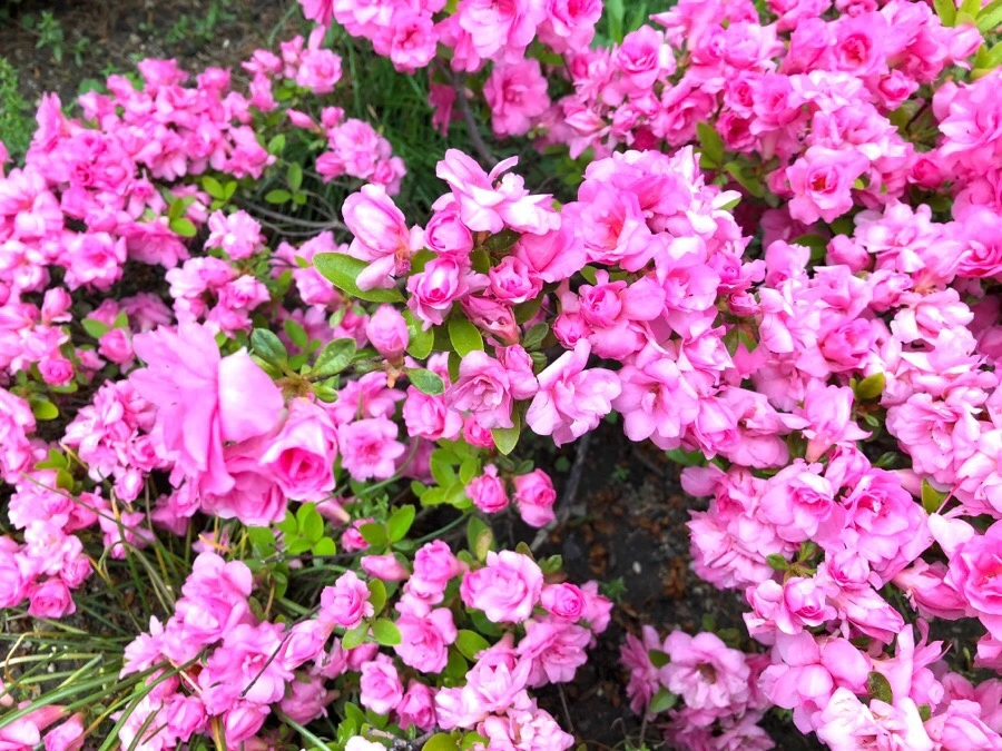 IMG_6125.jpg?type=w966