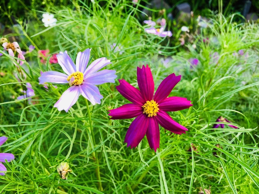 IMG_3372.jpg?type=w966