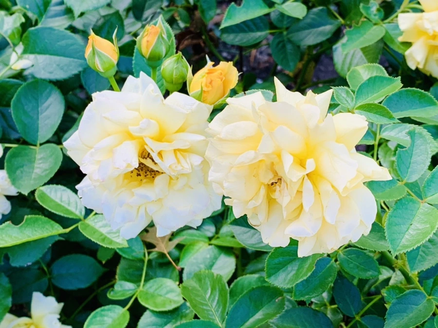 IMG_2929.jpg?type=w966