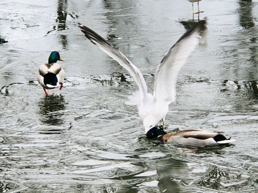 IMG_9012.jpg?type=w966