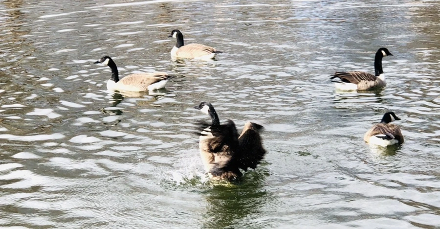 IMG_3618.jpg?type=w966