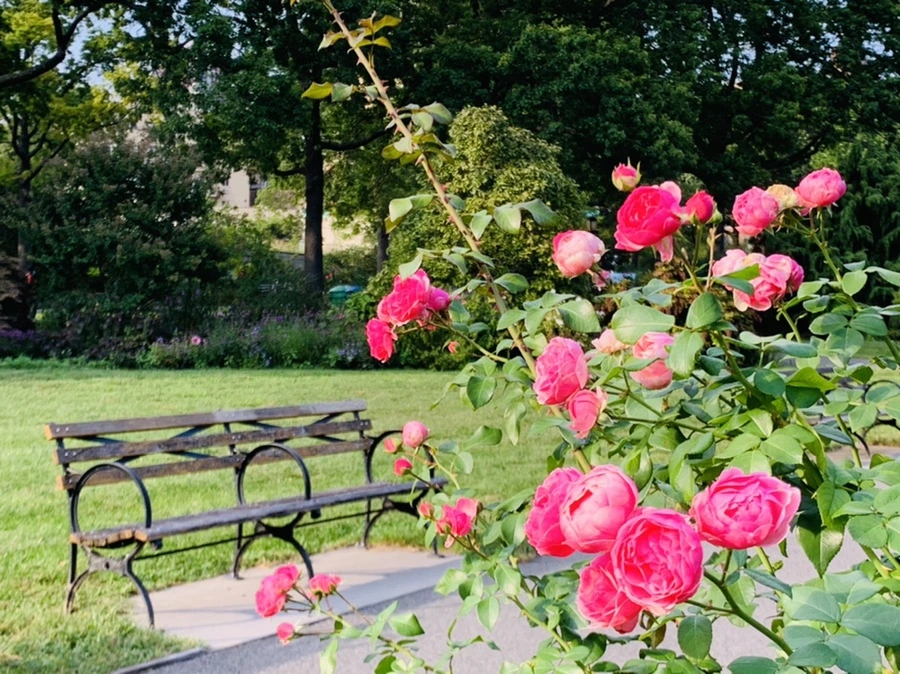 IMG_1231.jpg?type=w966