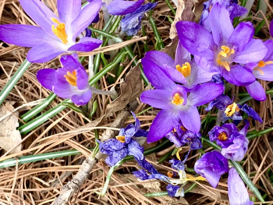 IMG_1241.jpg?type=w966