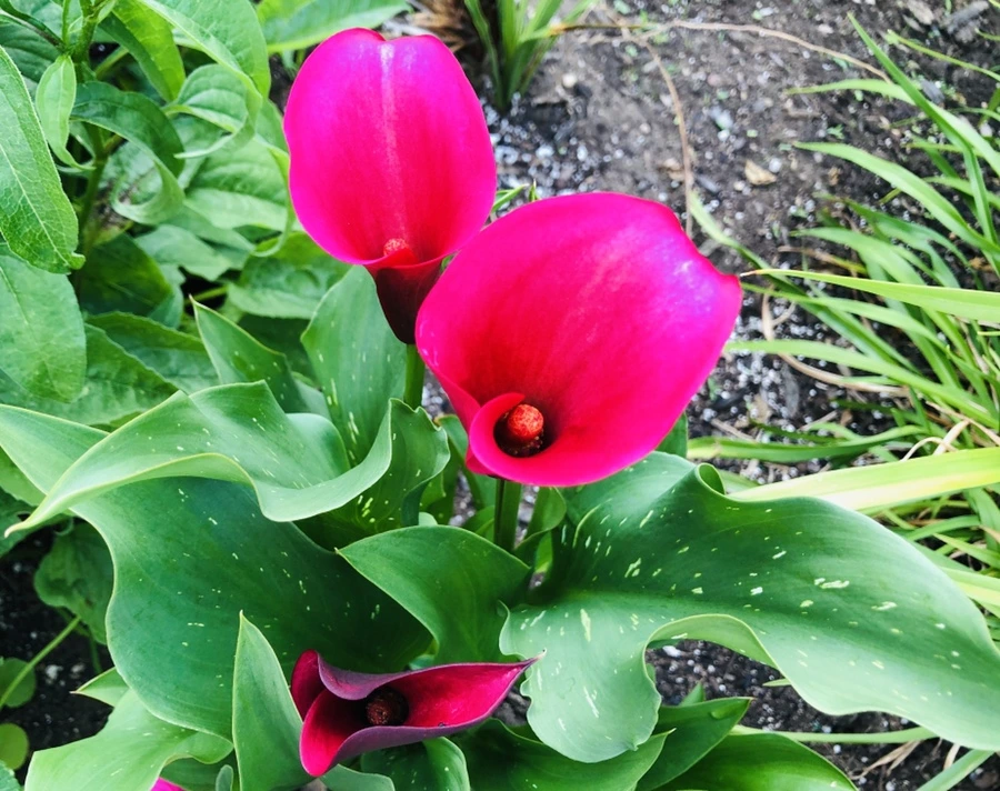 IMG_1342.jpg?type=w966