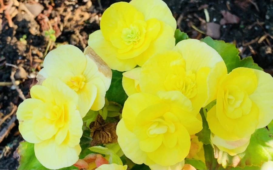 IMG_8319.jpg?type=w966