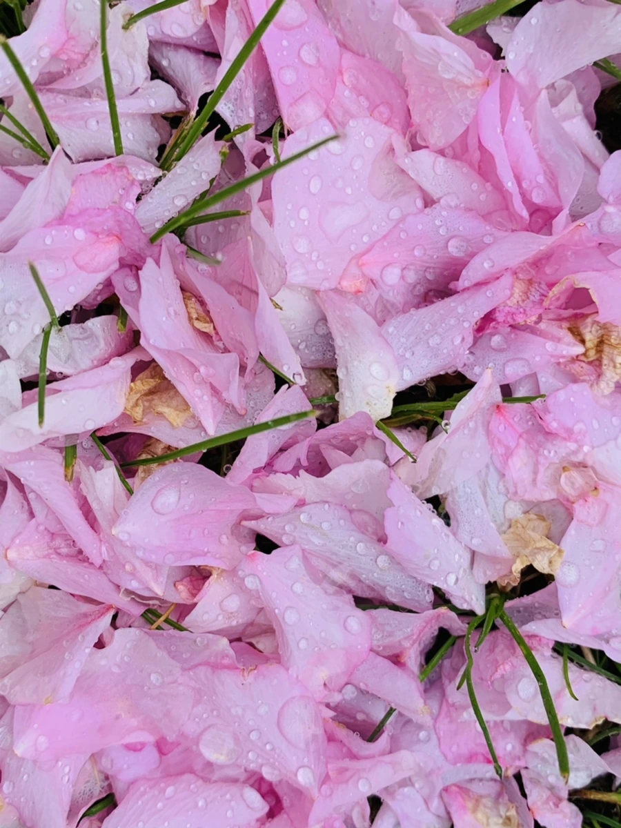 IMG_7257.jpg?type=w966