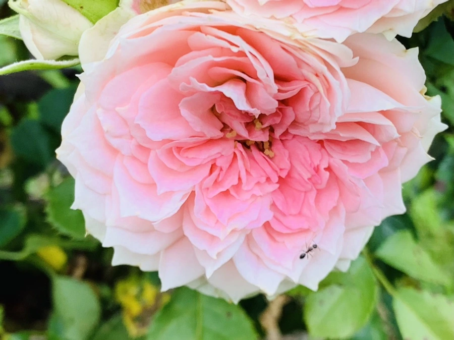 IMG_8715.jpg?type=w966