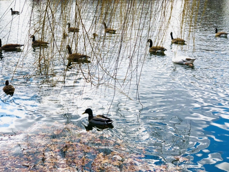 IMG_4327.jpg?type=w966