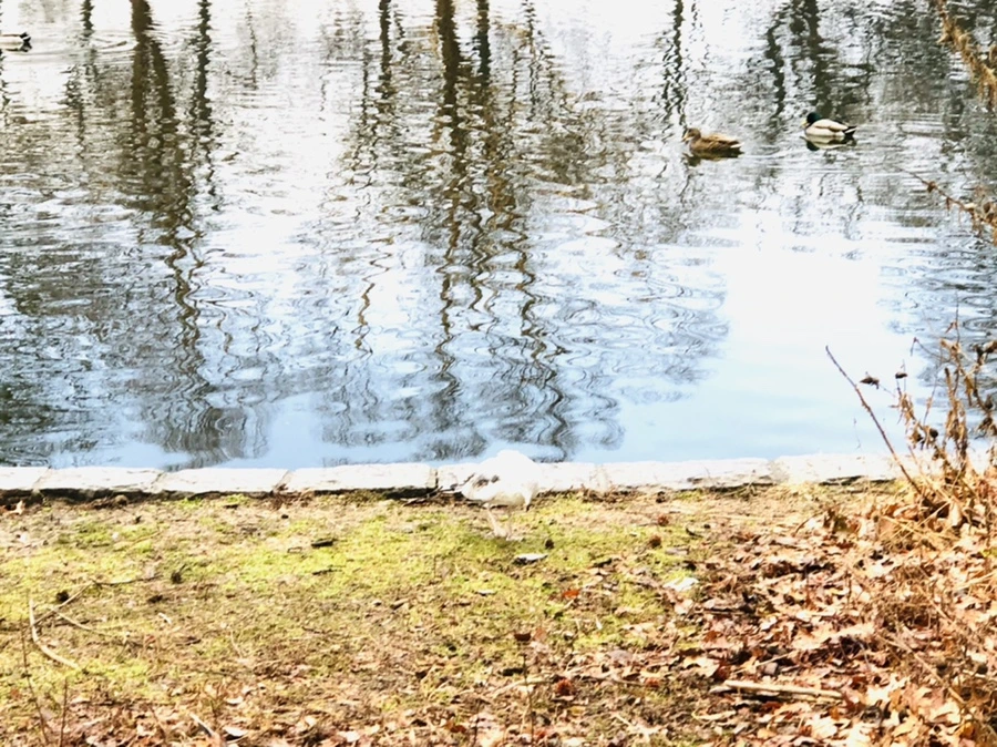 IMG_9115.jpg?type=w966