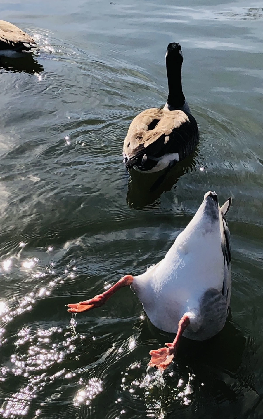 IMG_9510.jpg?type=w966