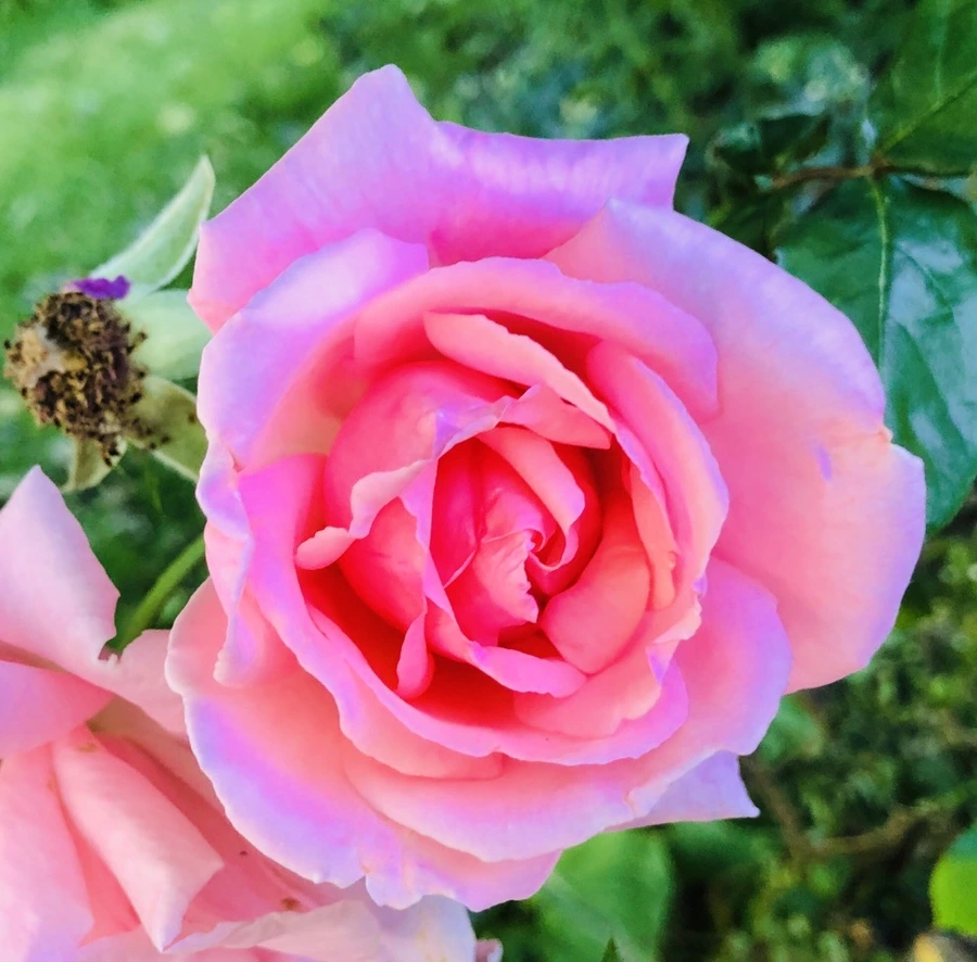 IMG_8531.jpg?type=w966