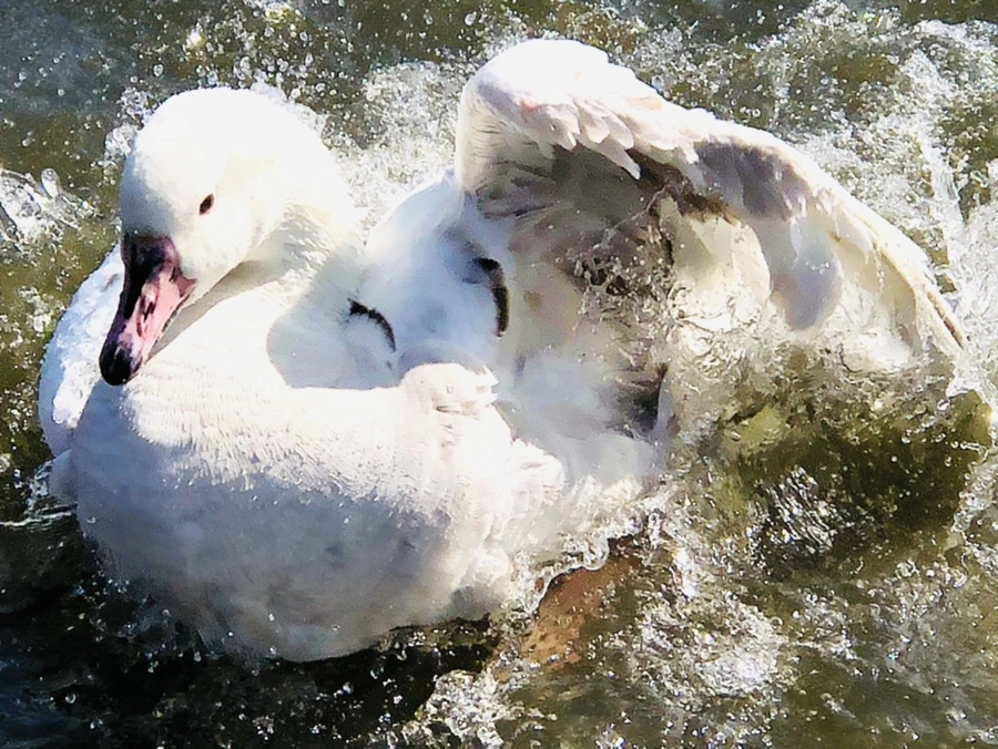 IMG_5385.jpg?type=w966