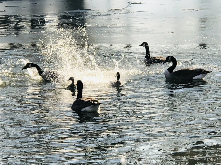 IMG_2819.jpg?type=w966