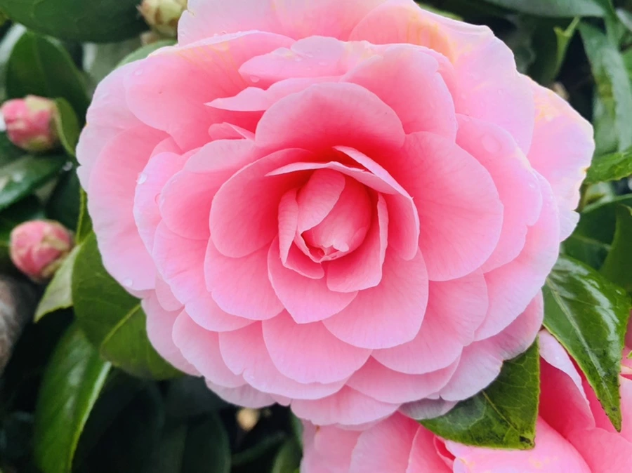 IMG_6300.jpg?type=w966