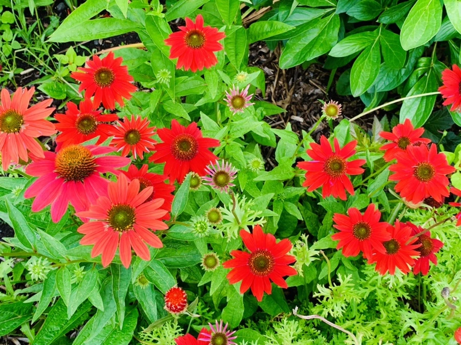 IMG_0374.jpg?type=w966