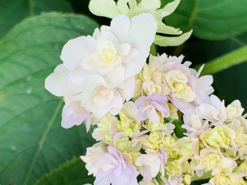 IMG_9344.jpg?type=w966