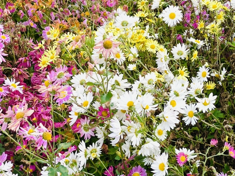 IMG_1183.jpg?type=w966