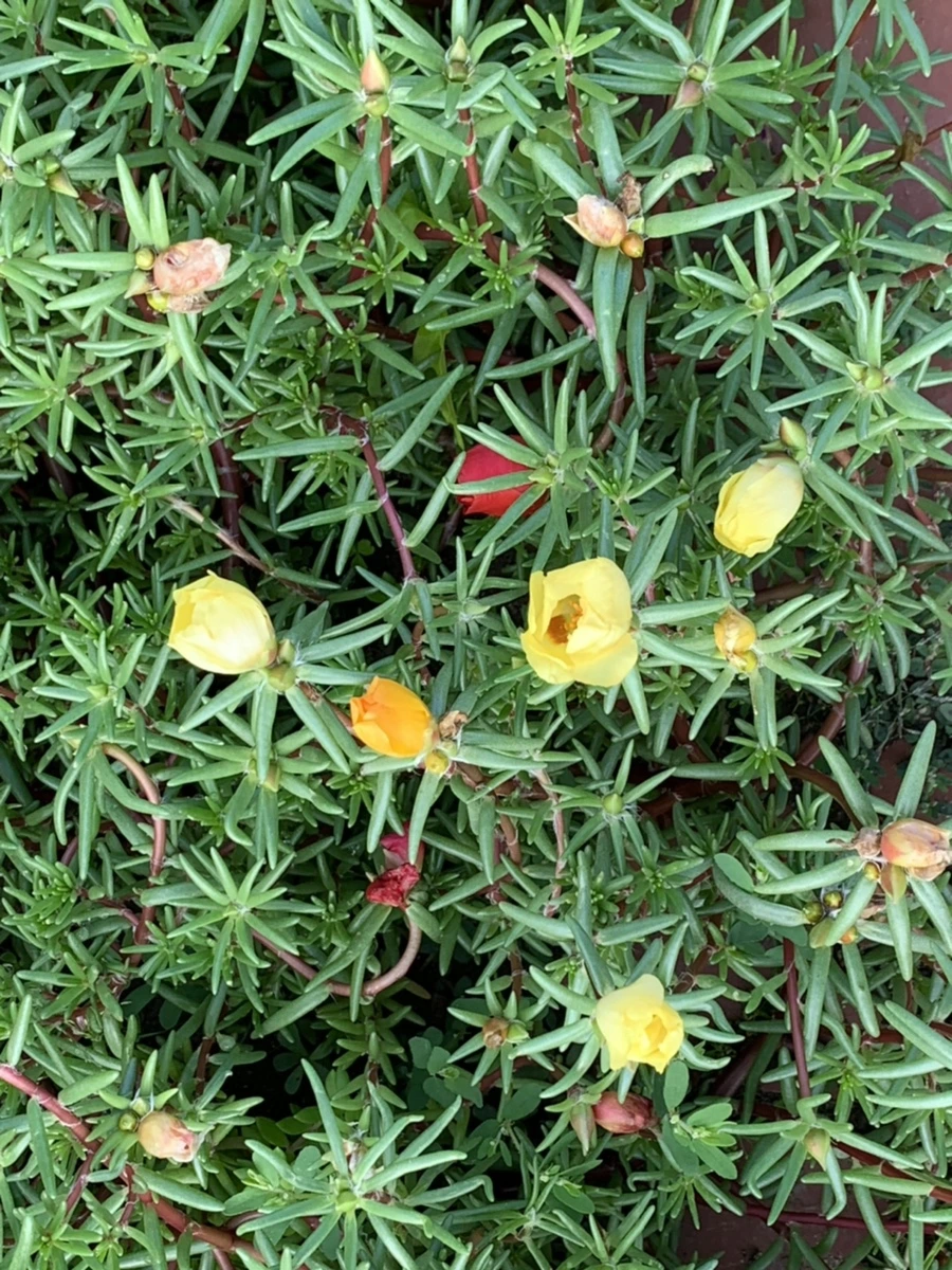 IMG_0363.jpg?type=w966