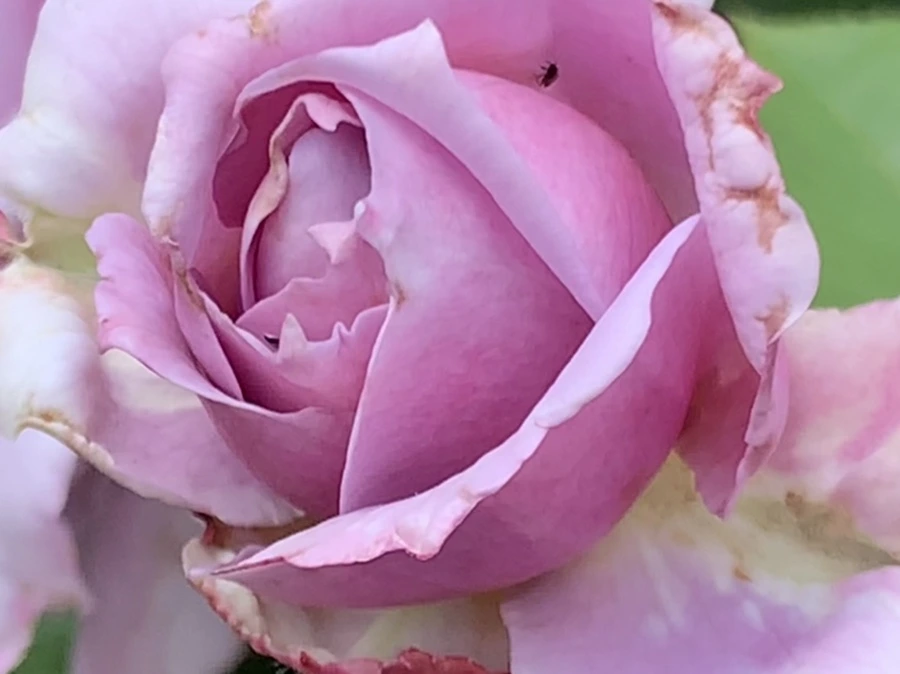 IMG_5475.jpg?type=w966