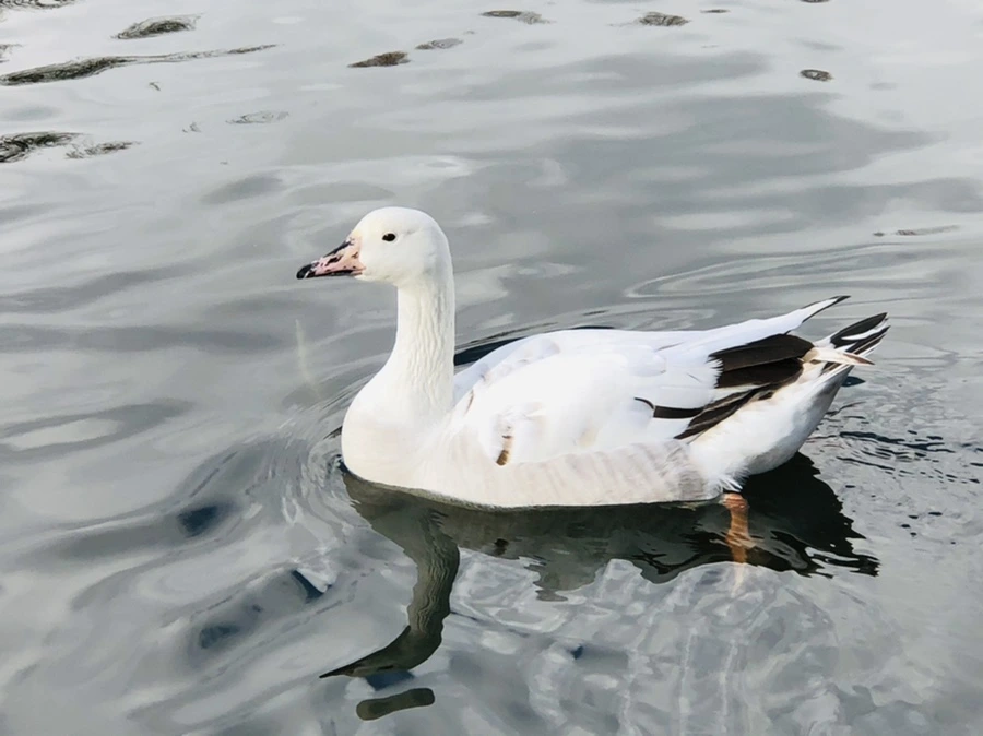 IMG_3532.jpg?type=w966