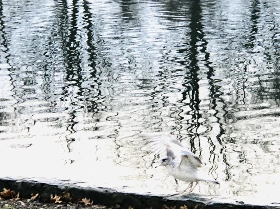 IMG_9131.jpg?type=w966