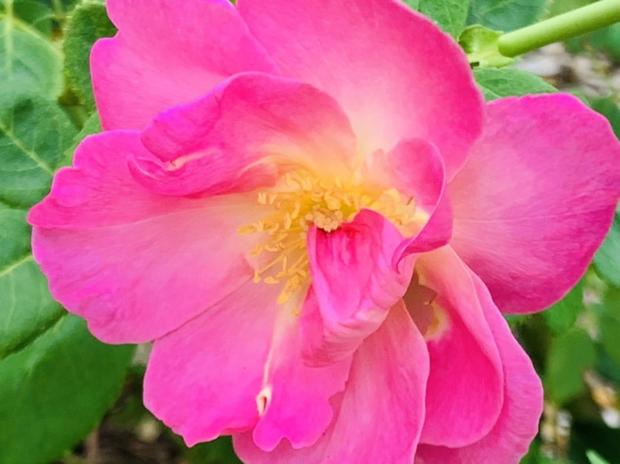 IMG_6961.jpg?type=w966