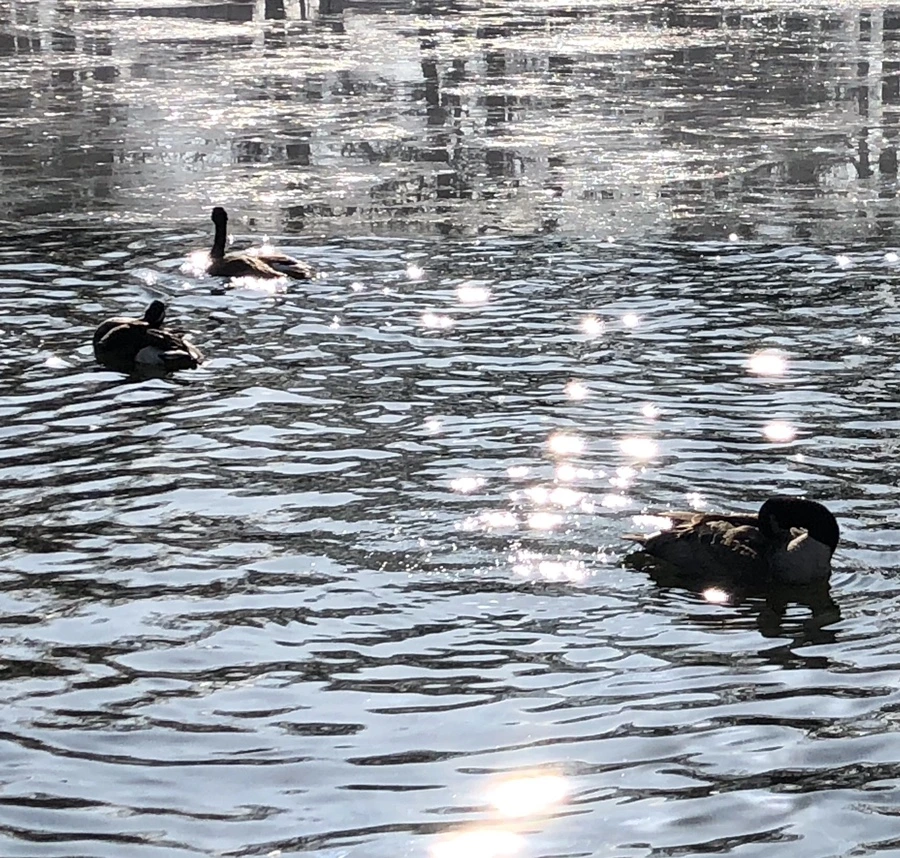 IMG_9259.jpg?type=w966