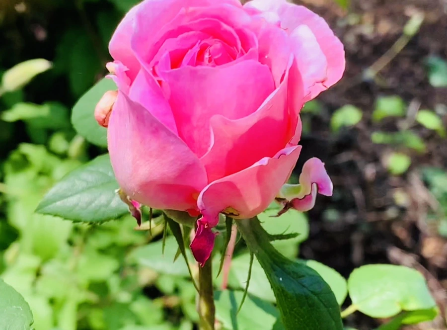 IMG_4241.jpg?type=w966