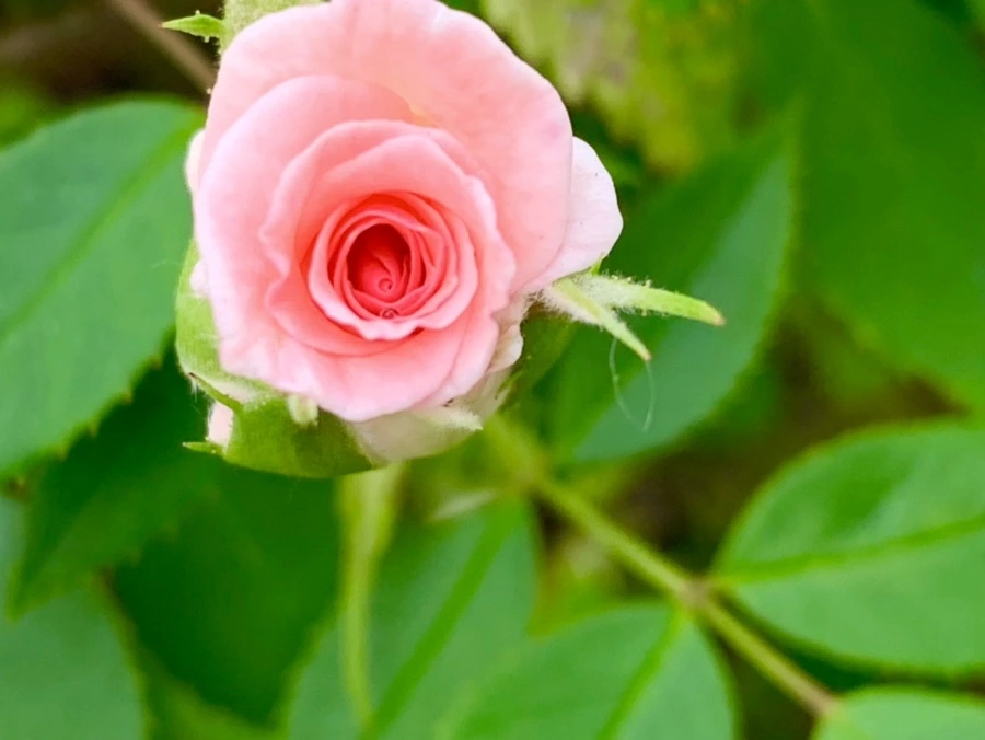 IMG_2685.jpg?type=w966