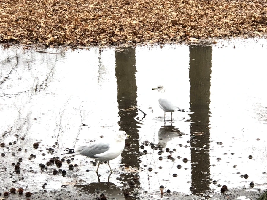 IMG_9413.jpg?type=w966