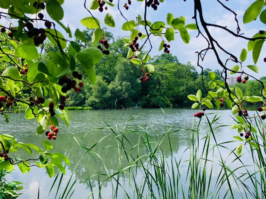 IMG_1625.jpg?type=w966