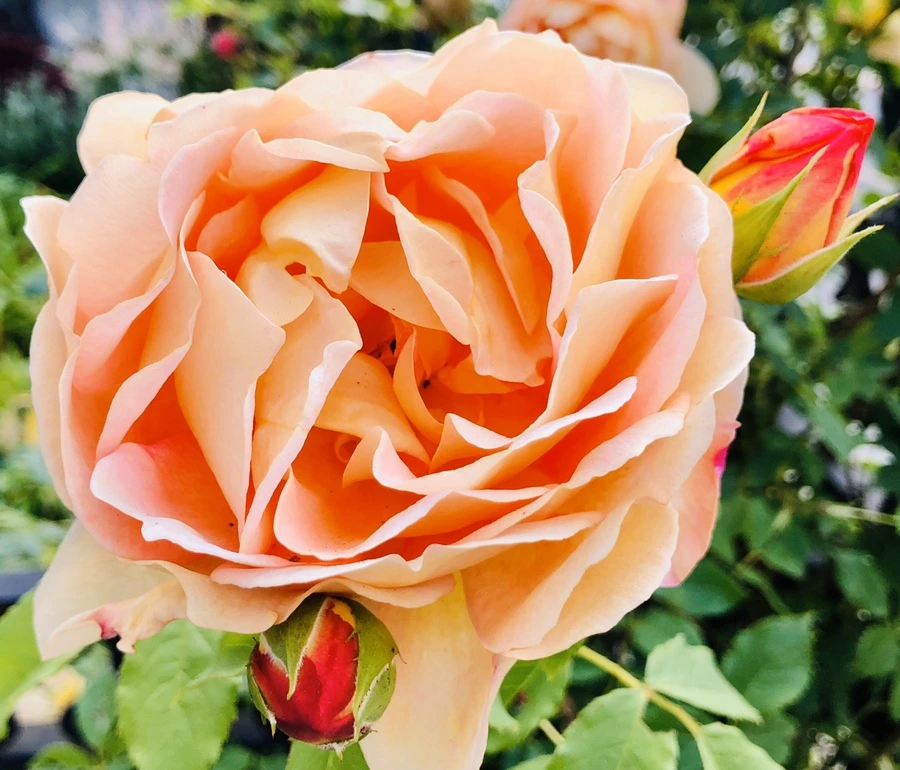 IMG_7661.jpg?type=w966