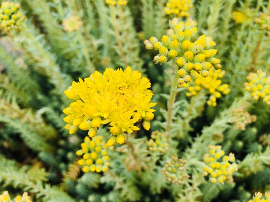 IMG_8796.jpg?type=w966