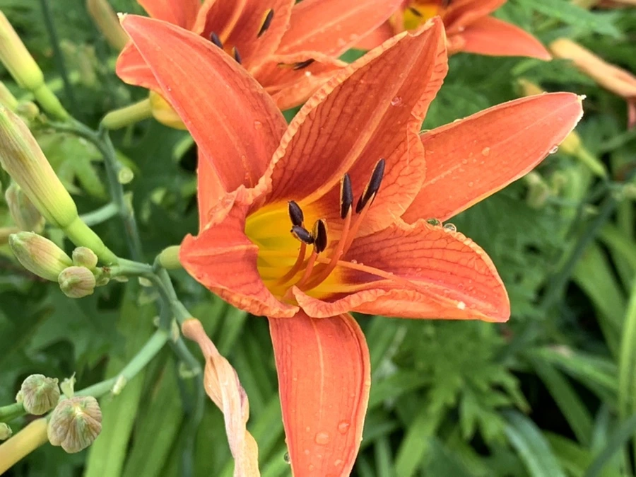 IMG_3589.jpg?type=w966