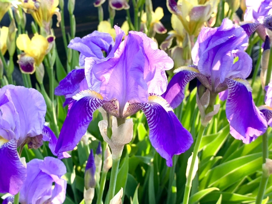 IMG_3365.jpg?type=w966