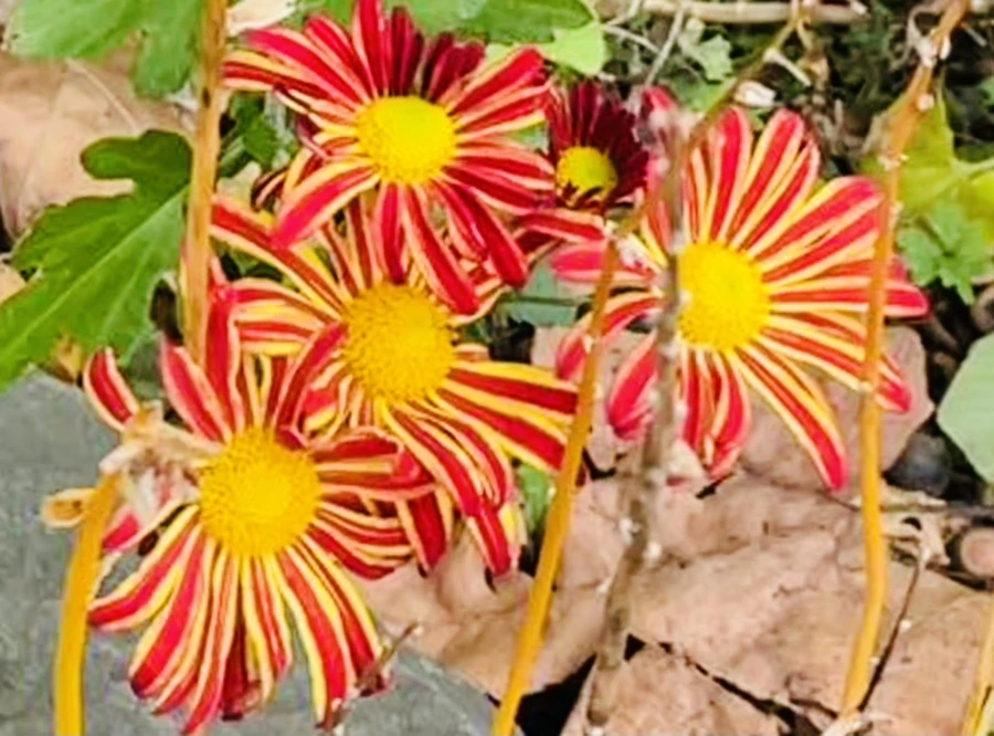 IMG_2465.jpg?type=w966