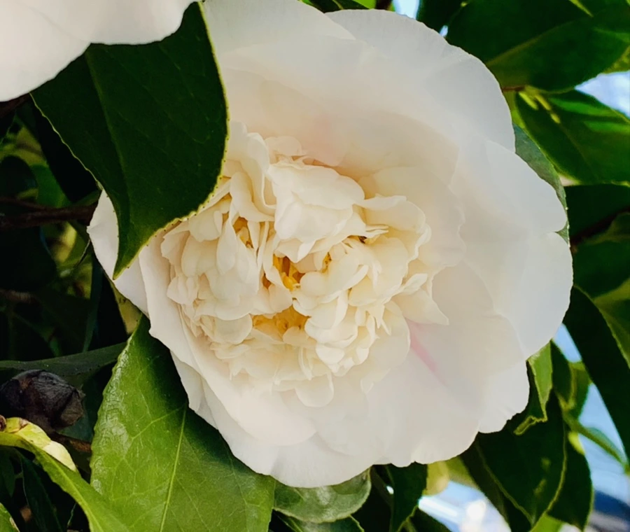 IMG_7533.jpg?type=w966