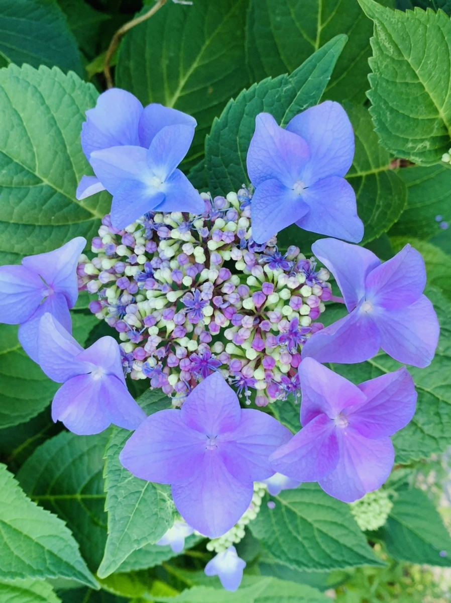 IMG_6280.jpg?type=w966