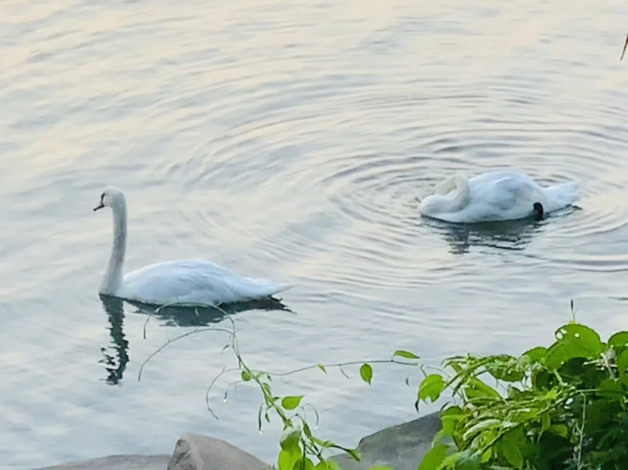 IMG_2341.jpg?type=w966