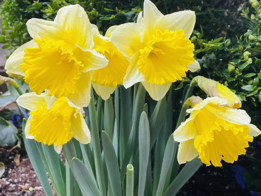 IMG_8687.jpg?type=w966