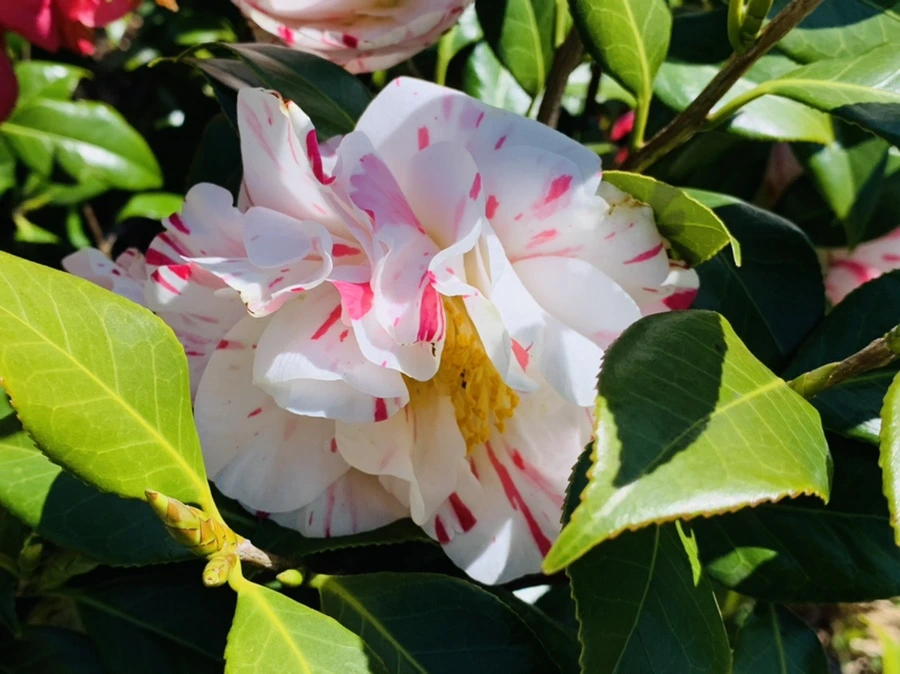 IMG_8193.jpg?type=w966