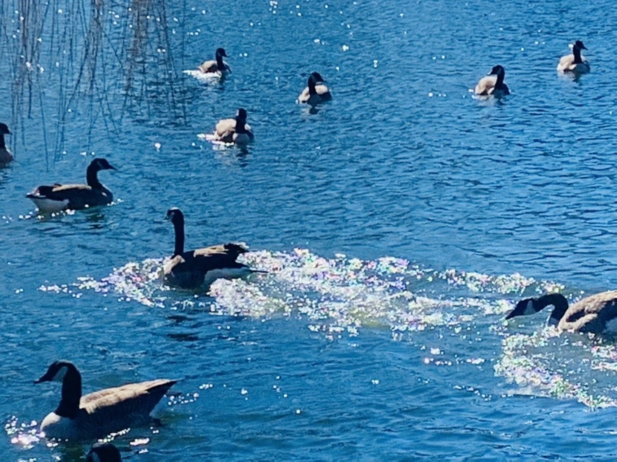 wxCCfC9JzlJTqT2zLCMF6nkeEa8