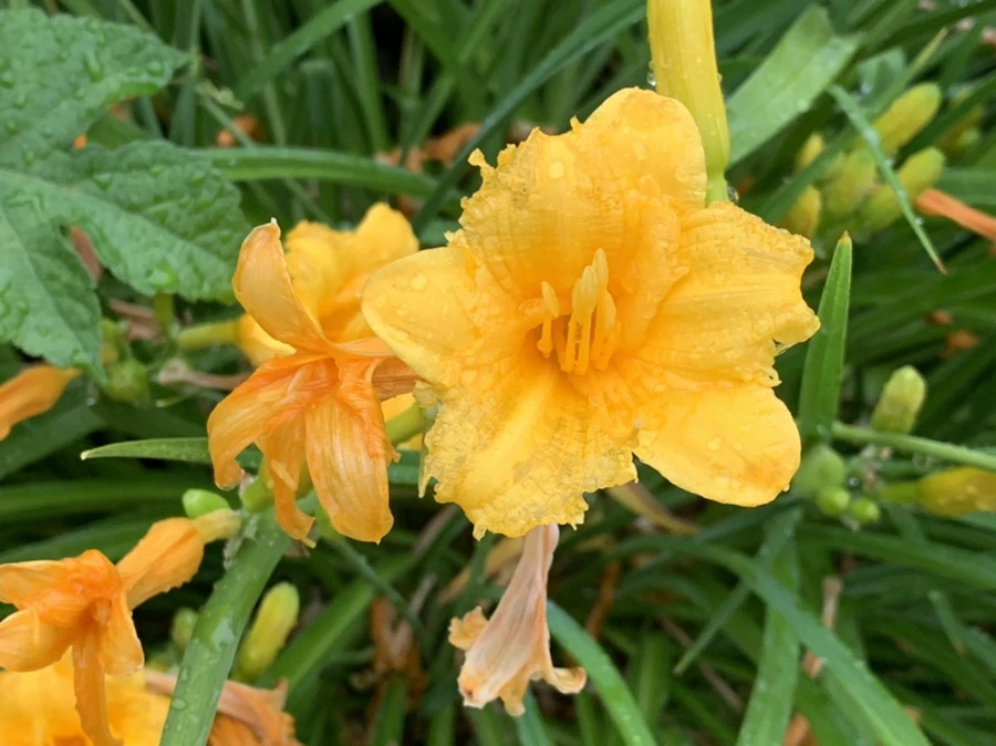 IMG_6211.jpg?type=w966