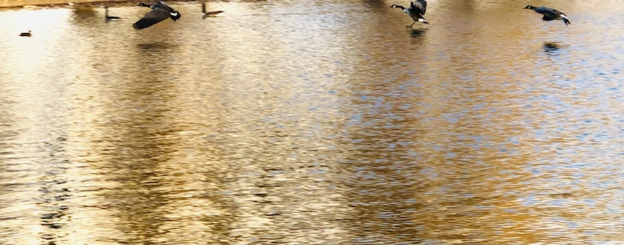 IMG_4421.jpg?type=w966